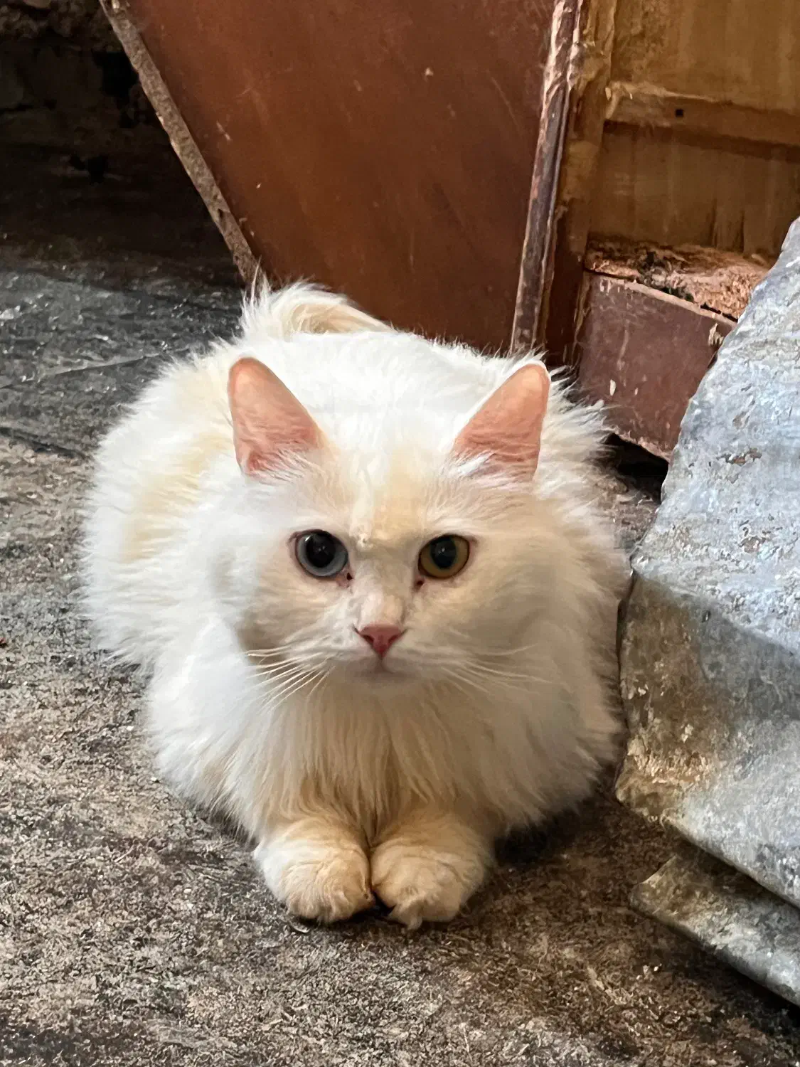 ۴ عدد گربه پرشین میکس|گربه|دزفول, |دیوار