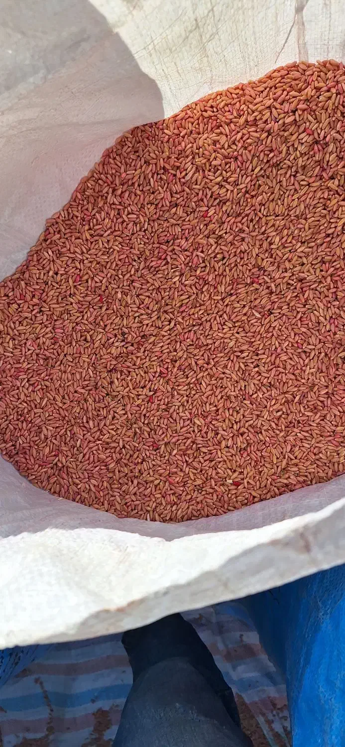 ۱۵ تن گندم بوجاری شده|عمده‌فروشی|تیکمه داش, |دیوار