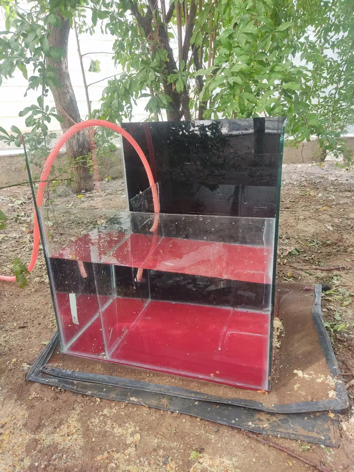 اکواریوم|ماهی|بروجرد, |دیوار