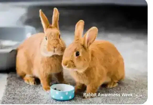 ۶عدد خرگوش|موش و خرگوش|بیضا, |دیوار