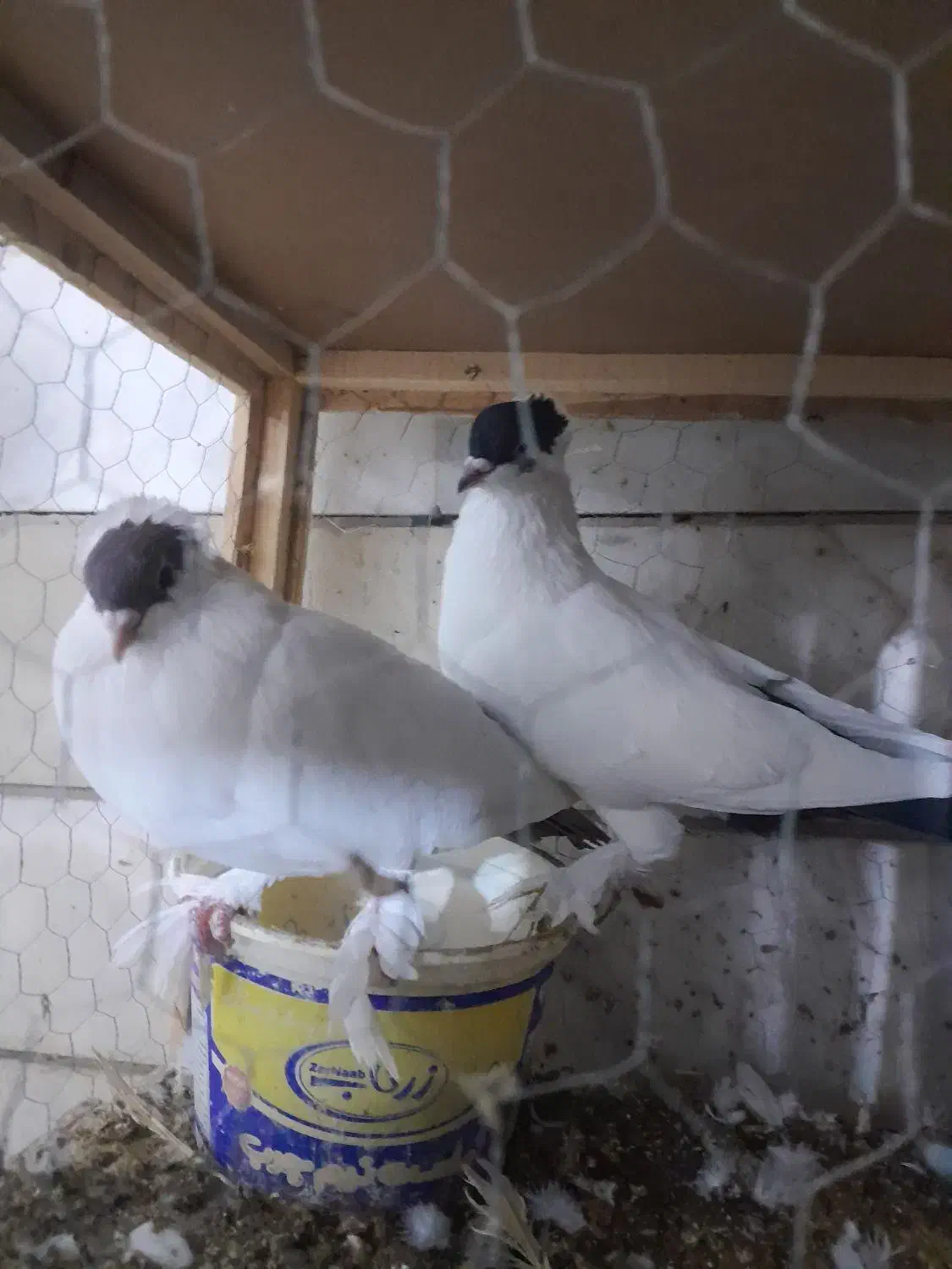 هلمت|پرنده|اصفهان, همت‌آباد|دیوار