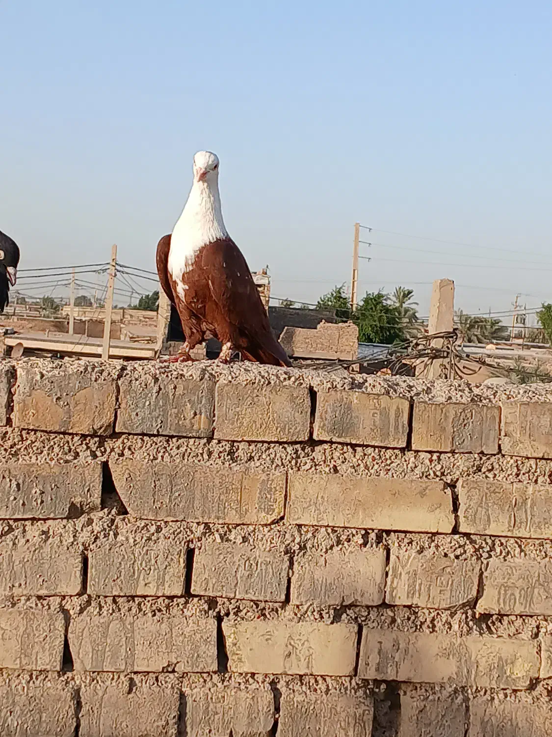کبوتر کله سفید نر|پرنده|کارون, |دیوار