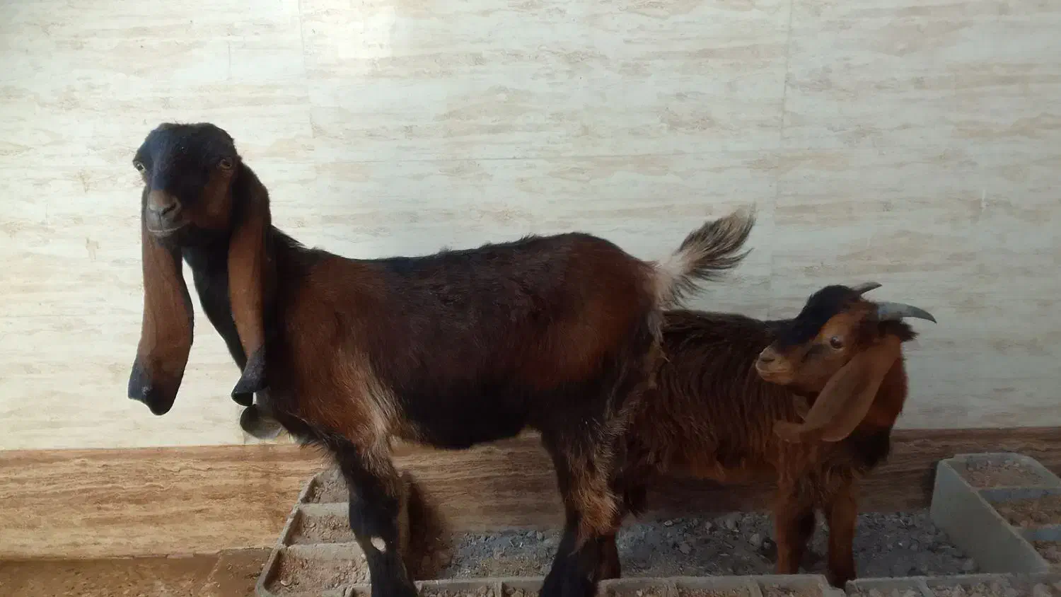 فروش بز افغانی|حیوانات مزرعه|حمیدیه, |دیوار