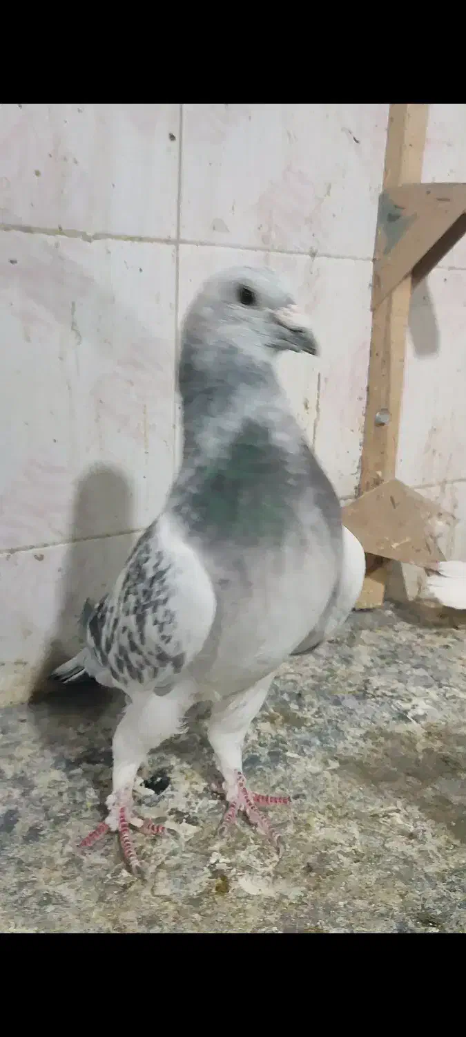 سه تا جفتی زرد وشامی روشن 6تاماده شهری کبوتر|پرنده|شیراز, هفت تنان|دیوار