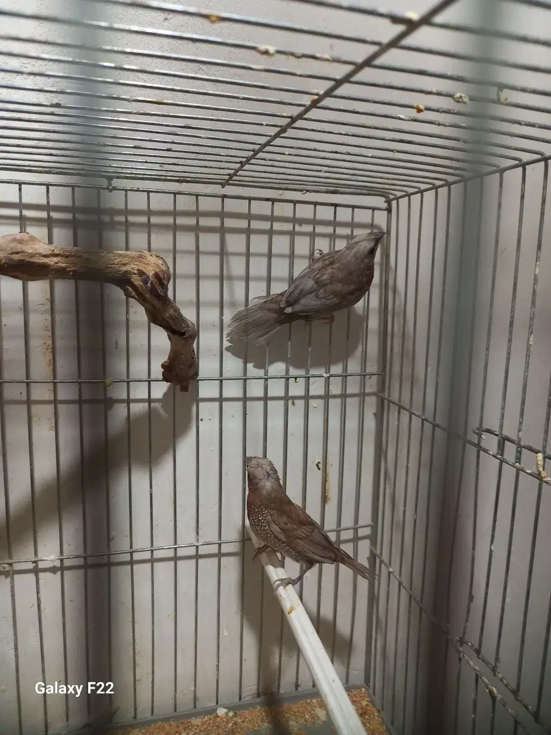 فنچ  پرل شکلاتی جفت بنگالی|پرنده|هشتگرد, هشتگرد قدیم|دیوار