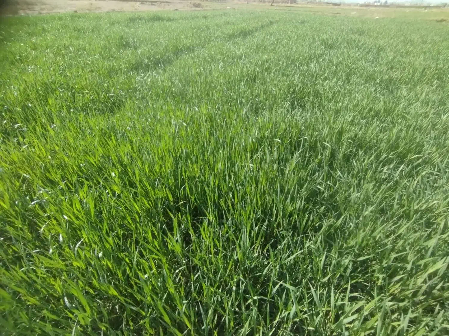 تیج گندم|گل و گیاه طبیعی|گناباد, |دیوار