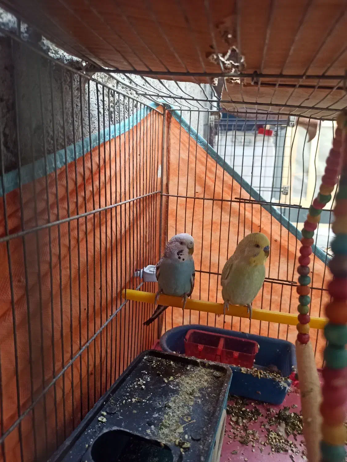 مرغ عشق|پرنده|یاسوج, |دیوار