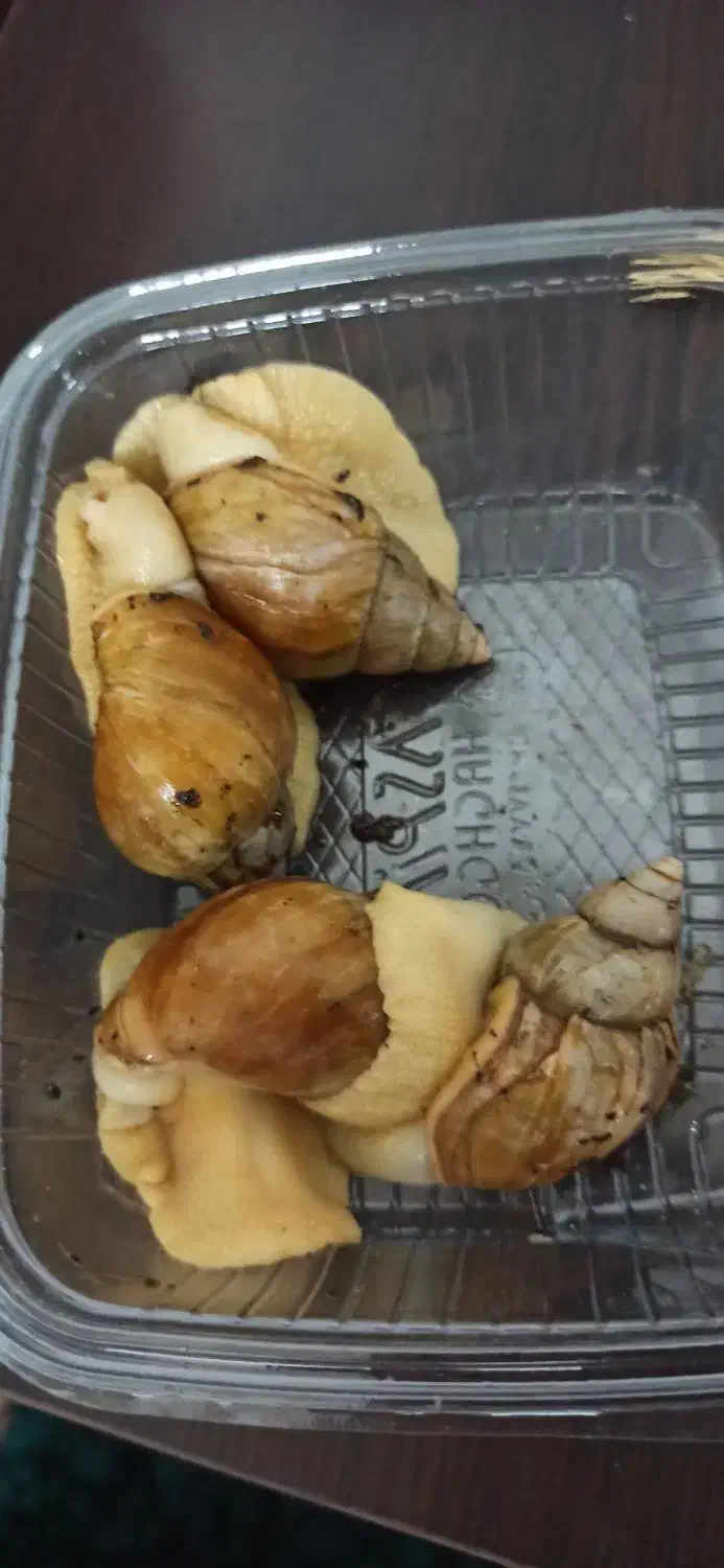 فروش حلزون مولد|خزنده|دزفول, |دیوار