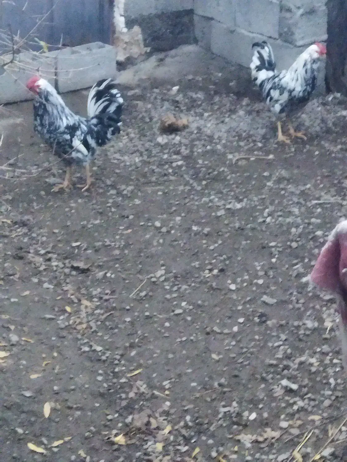 خروس گلین لری بالغ|حیوانات مزرعه|ضیابر, |دیوار