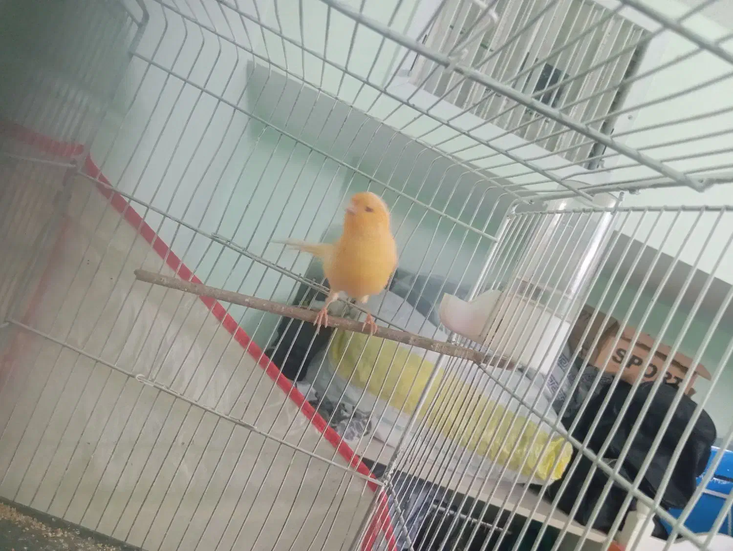 قناری ماده|پرنده|سبزوار, فیاض|دیوار