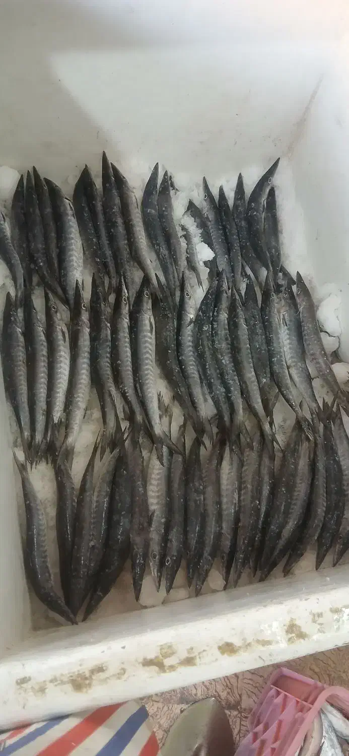 ماهی تازه|ماهی|جهرم, |دیوار