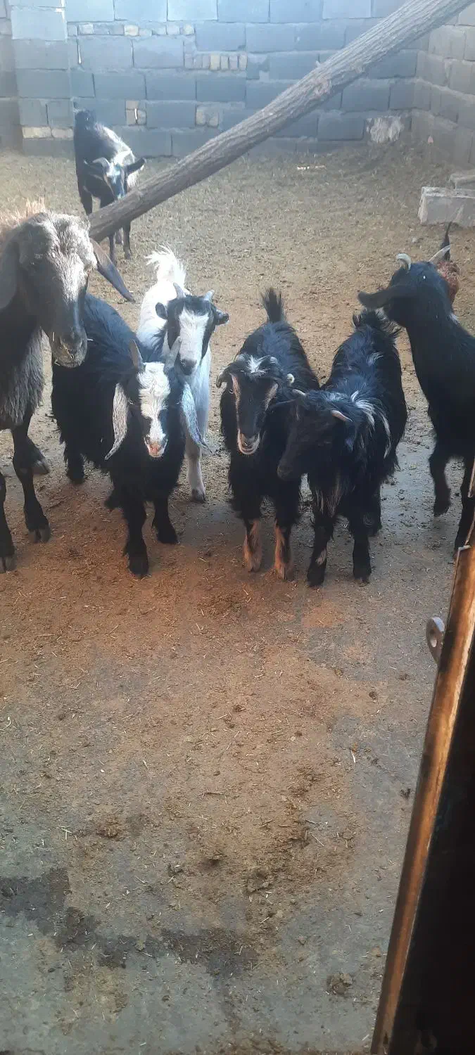 تعدادی بزغاله ماده ابستن|حیوانات مزرعه|ساوه, |دیوار