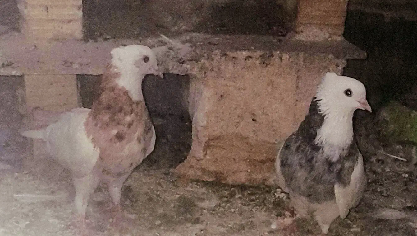 کبوترطوقی|پرنده|چرام, |دیوار