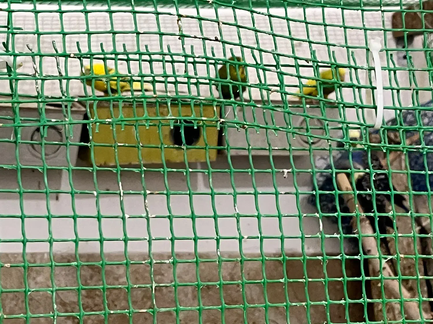 مرغ عشق|پرنده|بندر دیر, |دیوار