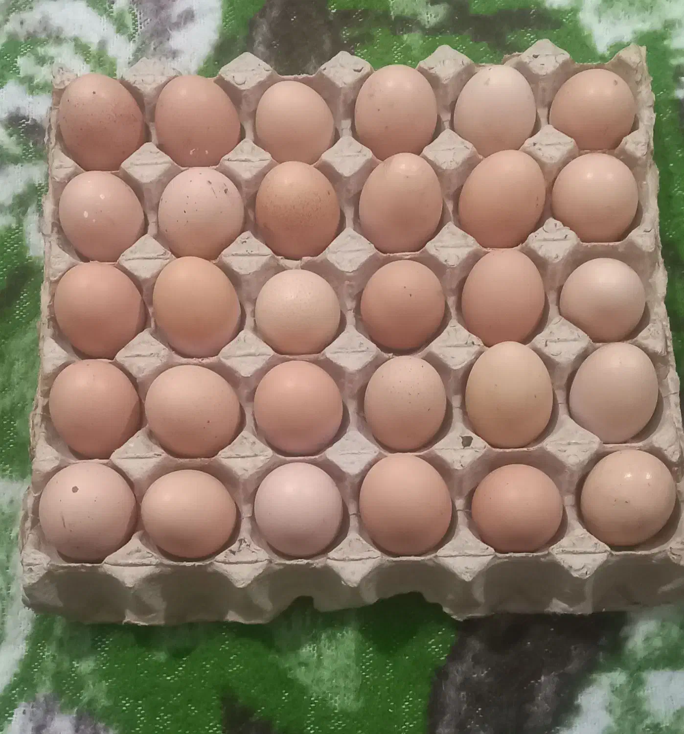 تخم مرغ محلی|حیوانات مزرعه|انزل, |دیوار