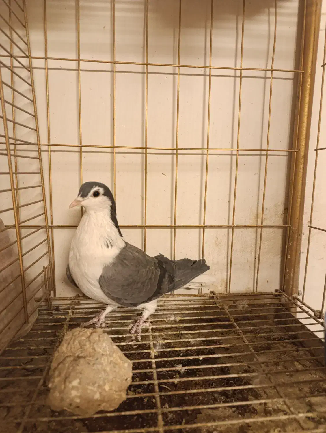 دمگیر فیروزه و دستگردی|پرنده|اصفهان, جاوان|دیوار