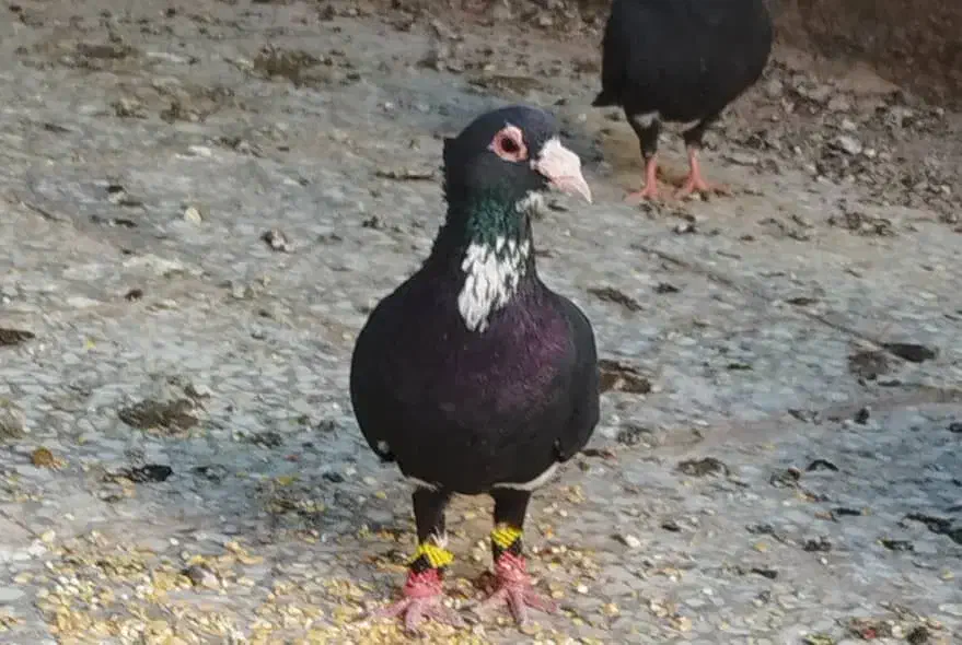 چهار تا جوجه پلنگ با یک زرد کلاهی|پرنده|کرمان, |دیوار