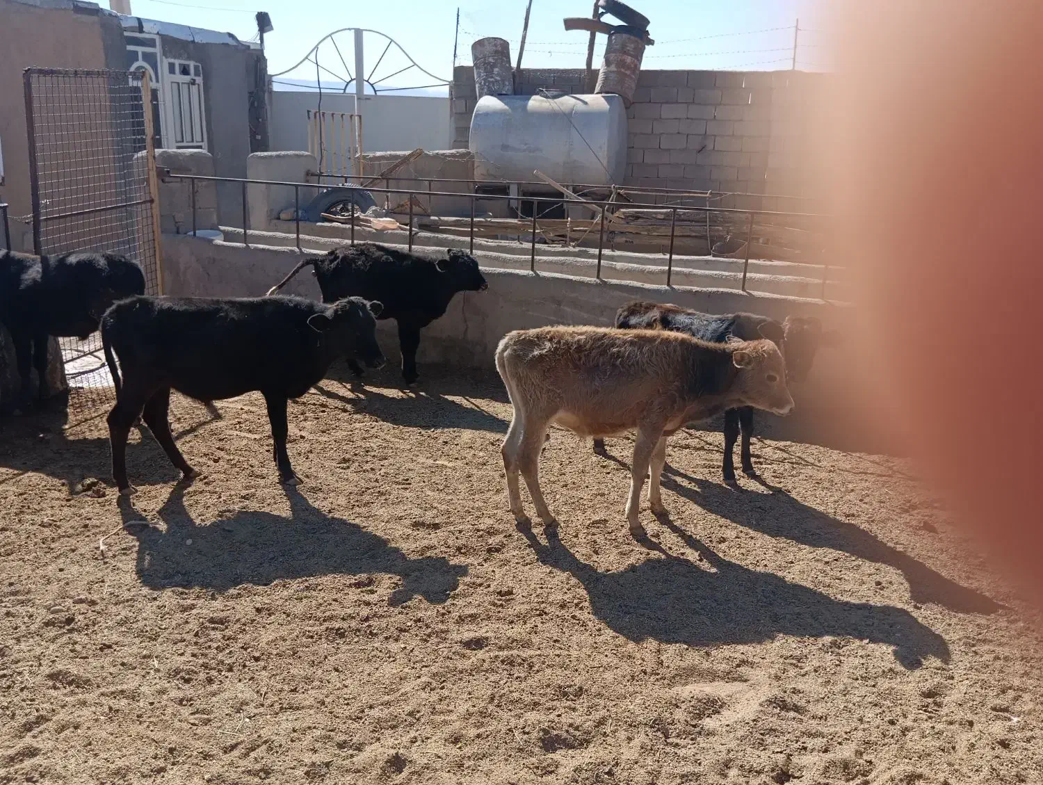 گوساله محلی برای پروار درجه یک|حیوانات مزرعه|کوهدشت, |دیوار