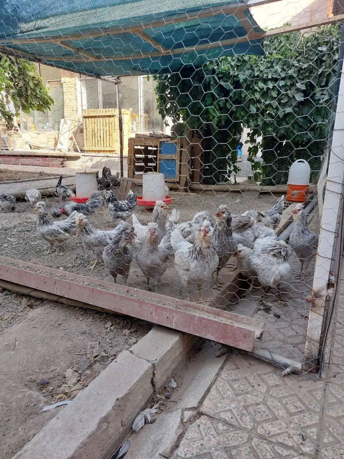 جوجه گلین طوسی|حیوانات مزرعه|اصفهان, دانشگاه اصفهان|دیوار