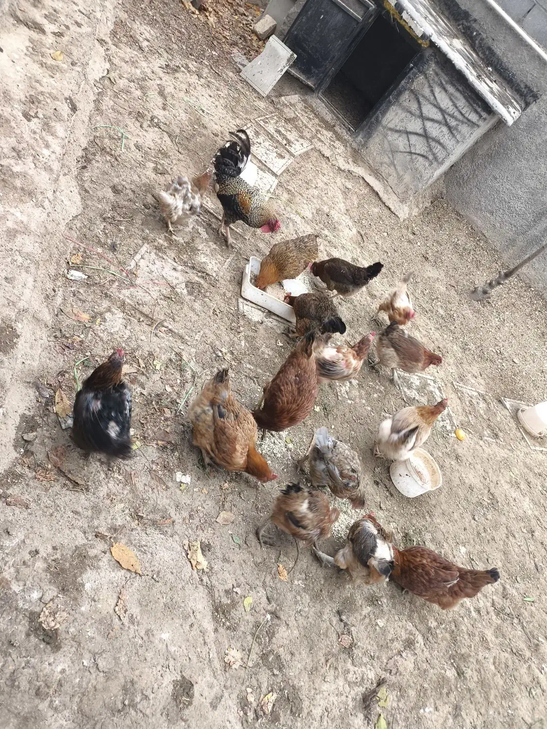 مرغ تخم گذار|حیوانات مزرعه|هرسین, |دیوار