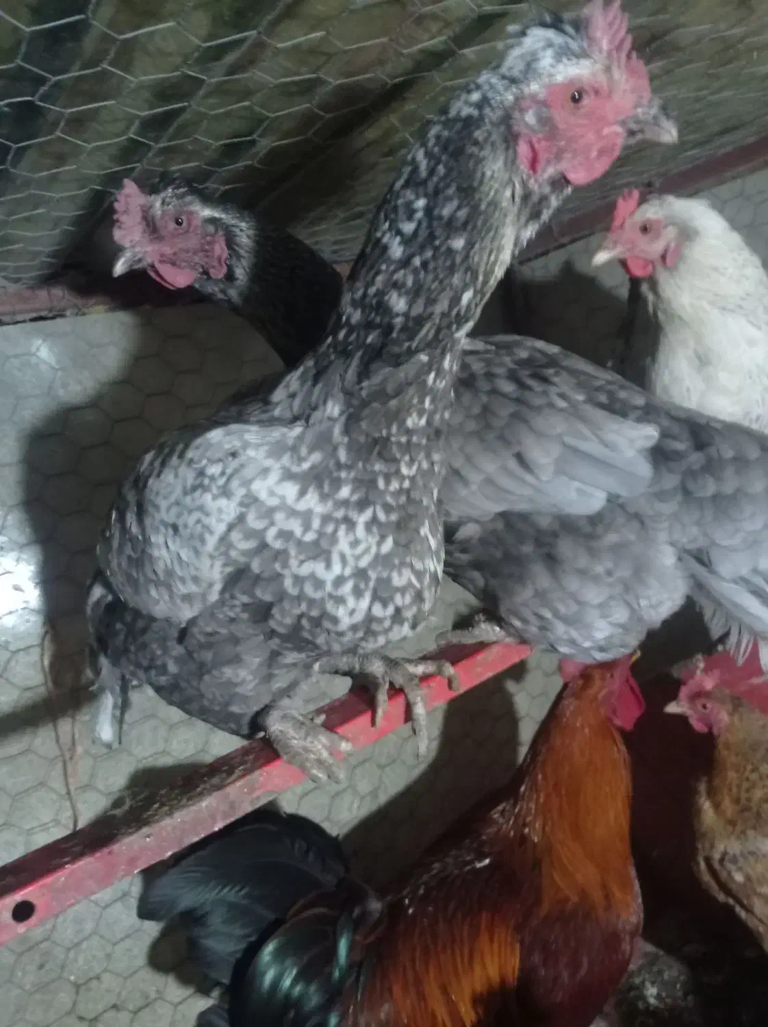 فروش دومرغ لاری اصل رنگ استثنا|حیوانات مزرعه|بانه, |دیوار