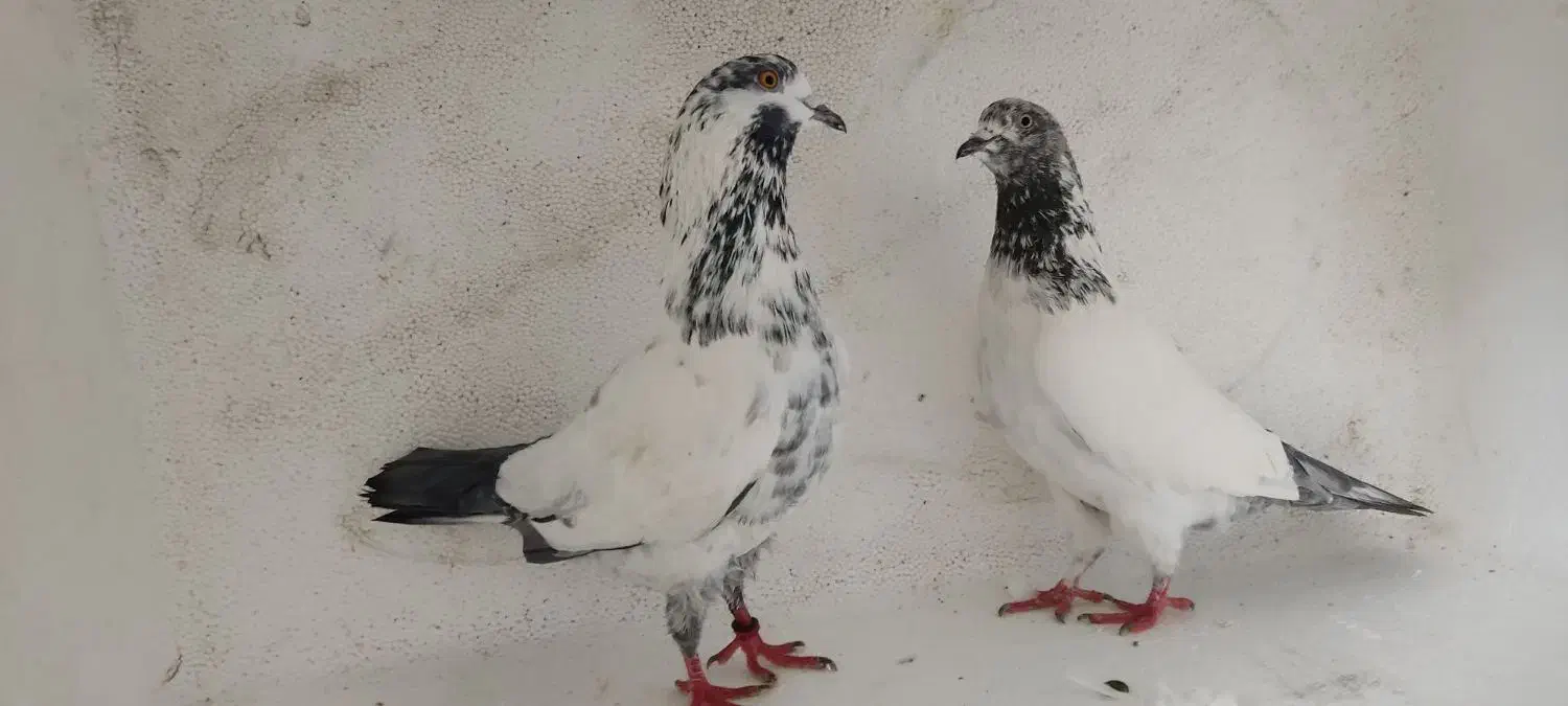 جفت دهن جور|پرنده|رشت, انصاری|دیوار