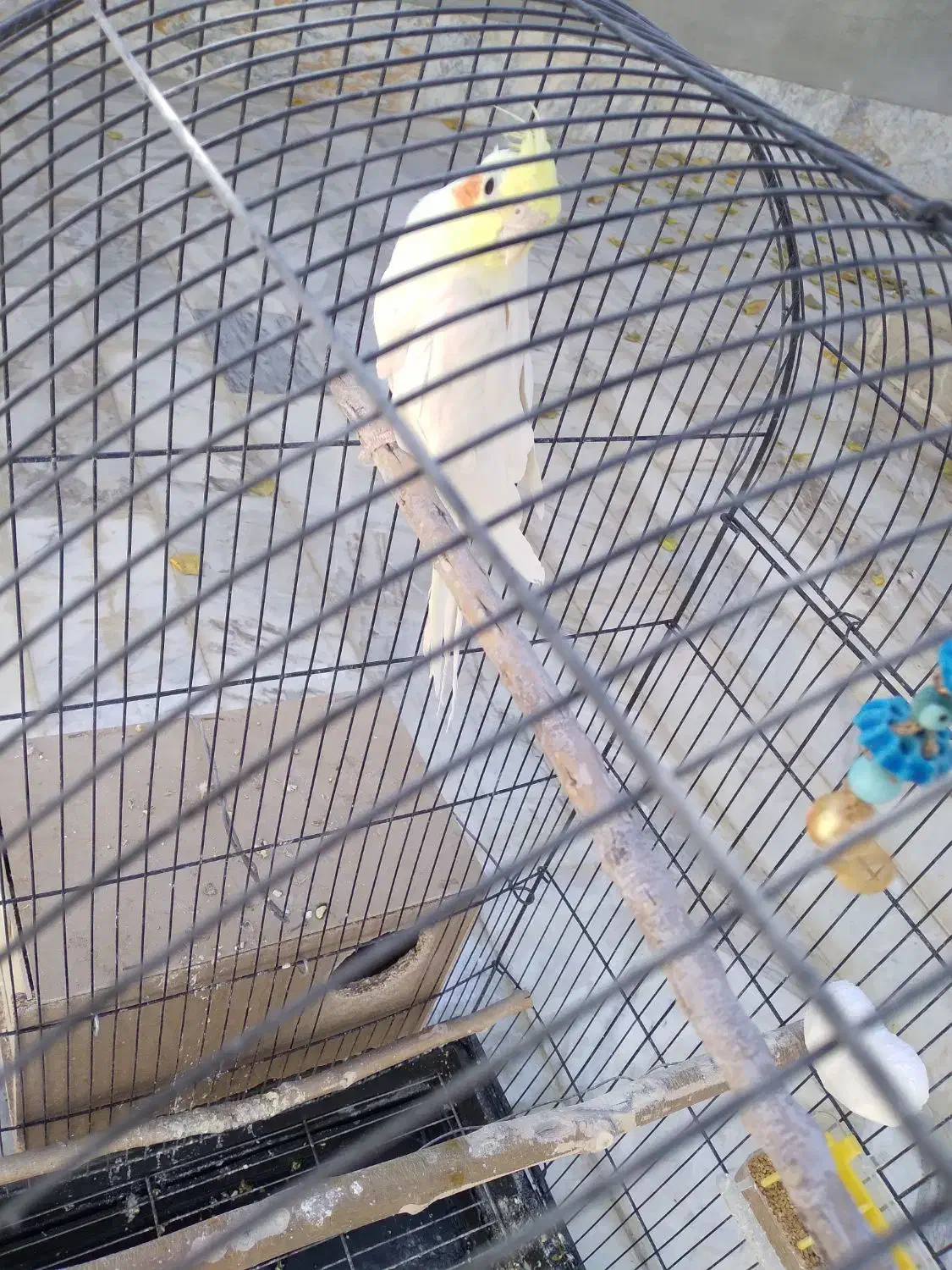 عروس هلندی|پرنده|فارسان, |دیوار