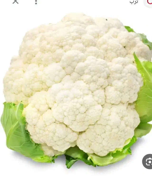 گل کلم درجه یک|گل و گیاه طبیعی|سراب, |دیوار