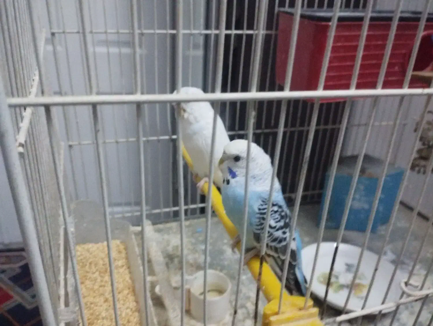 مرغ عشق نر ماده|پرنده|مشهد, رضاییه|دیوار