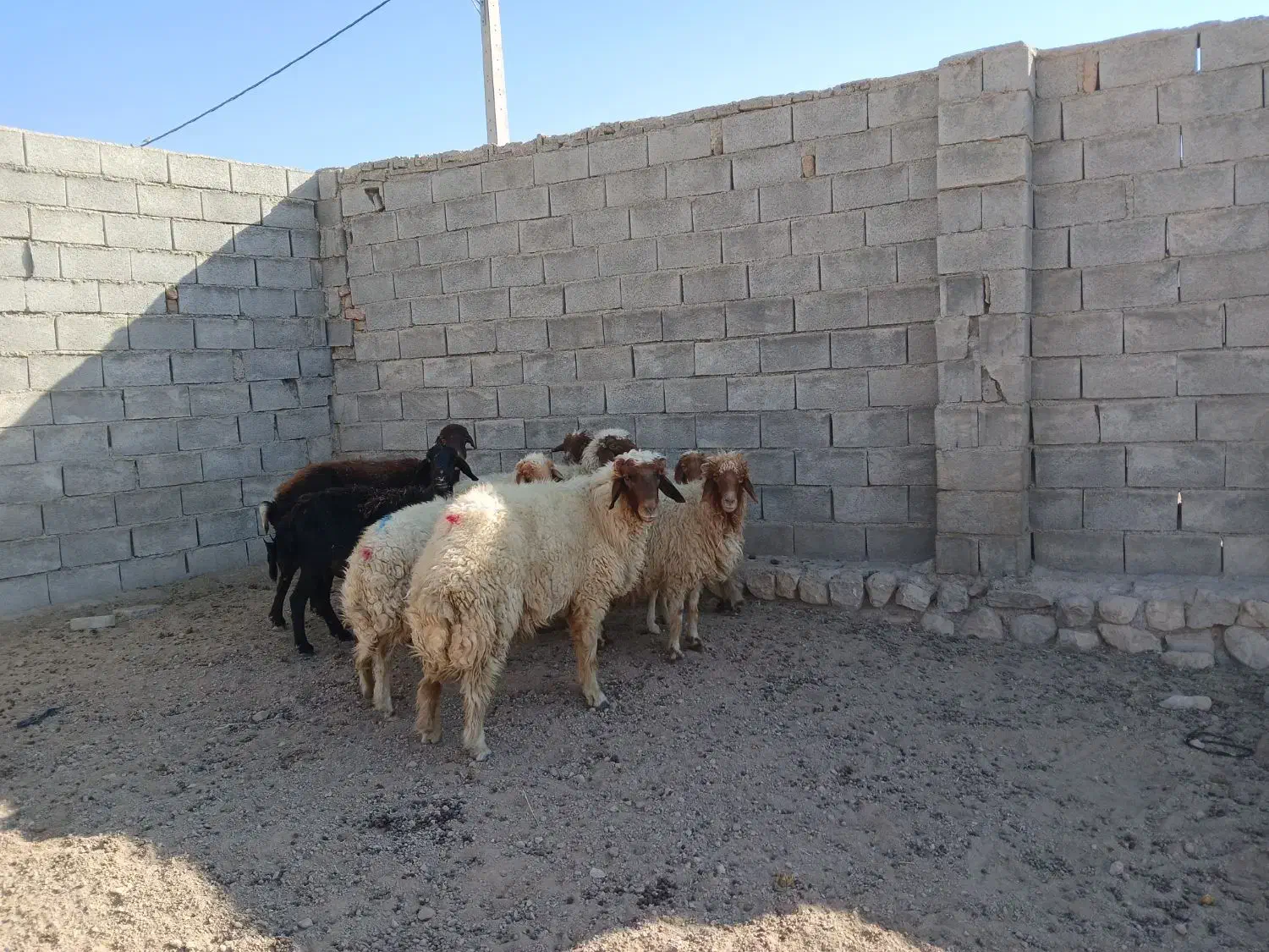 ۸راس و۳ راس نر بز همشون کیلوی میدم پول نیازم|حیوانات مزرعه|آبدانان, |دیوار