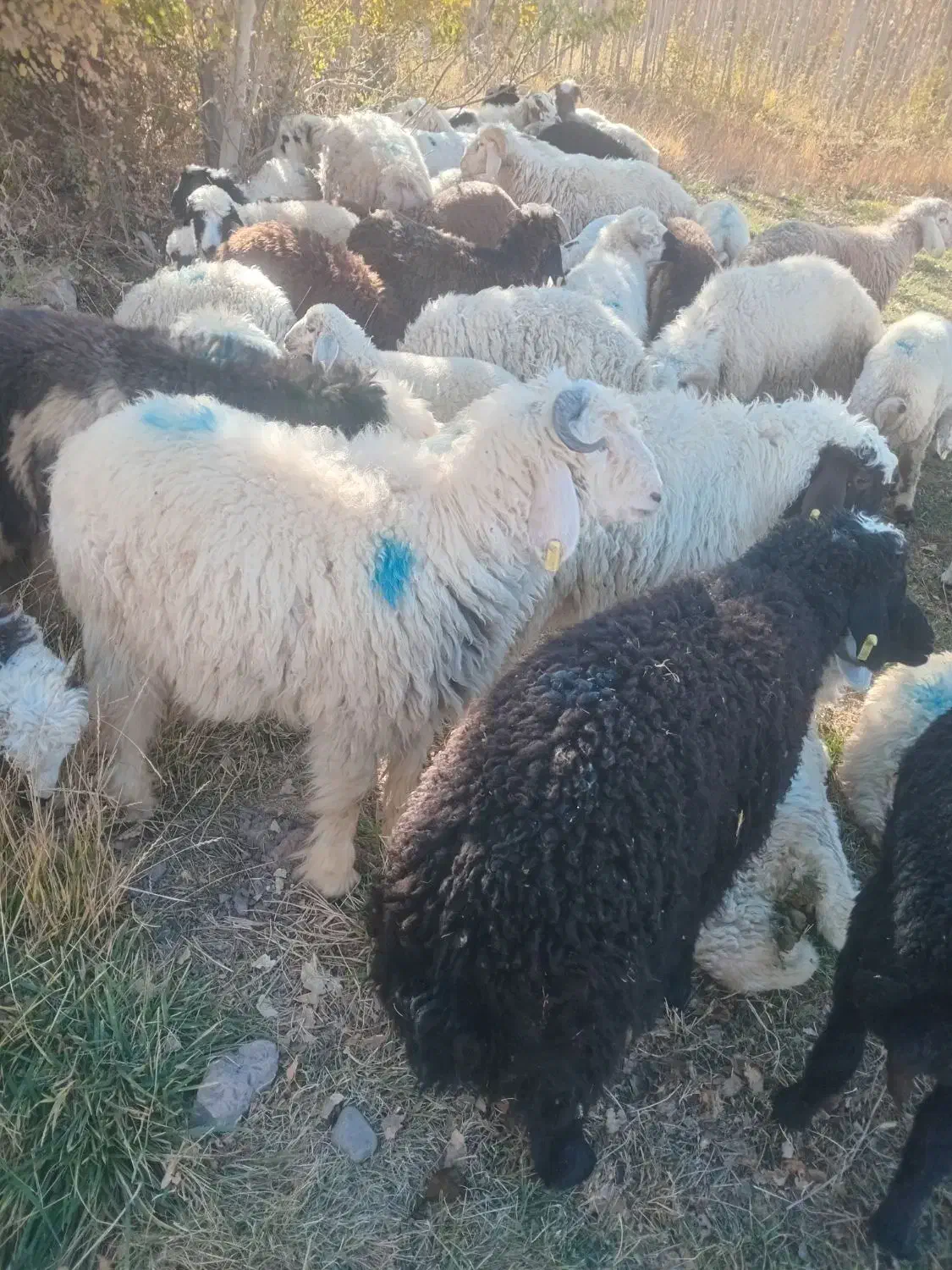 بره نر|حیوانات مزرعه|راین, |دیوار