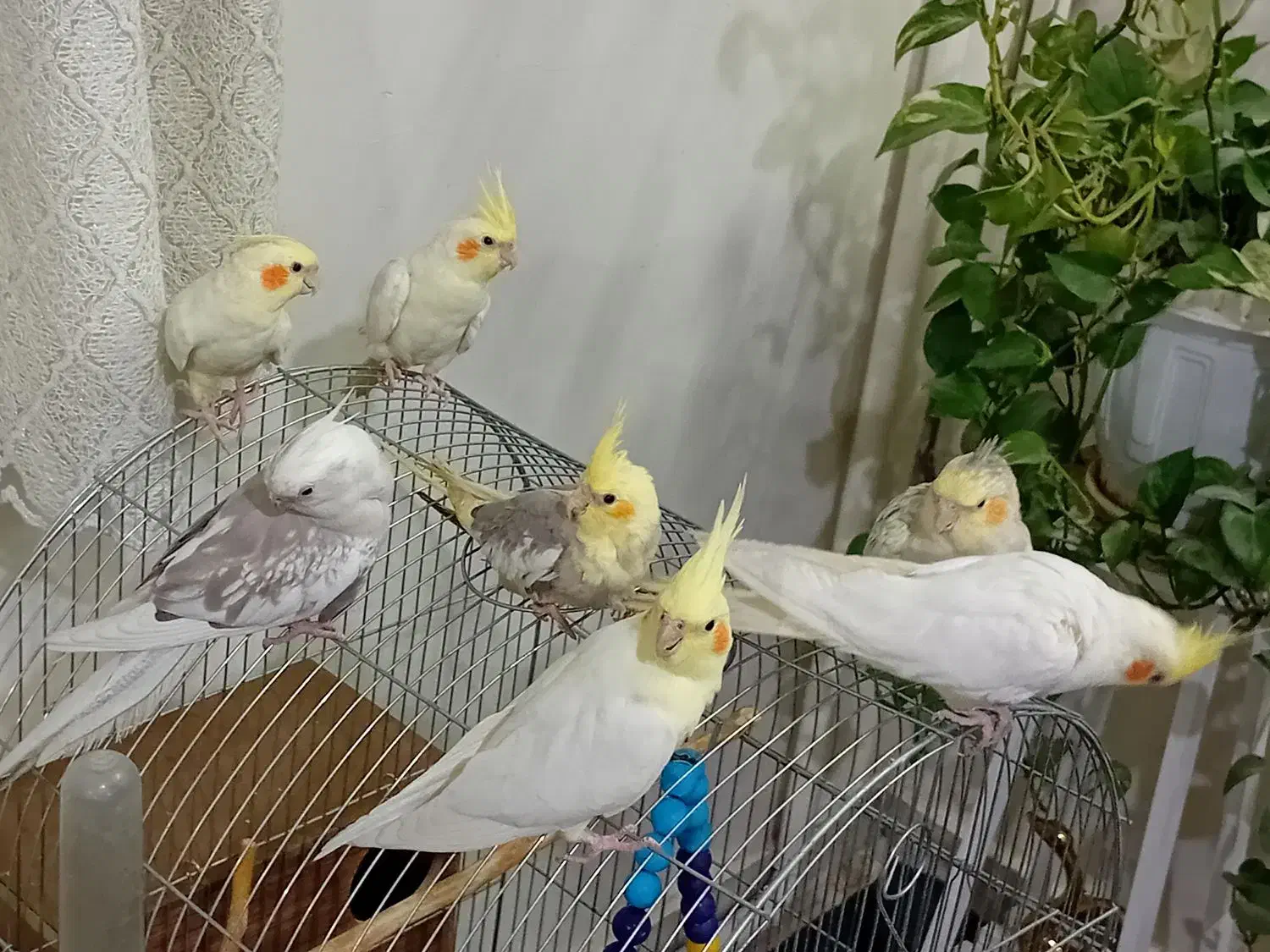 عروس هلندی|پرنده|اسلام‌شهر, شاطره|دیوار