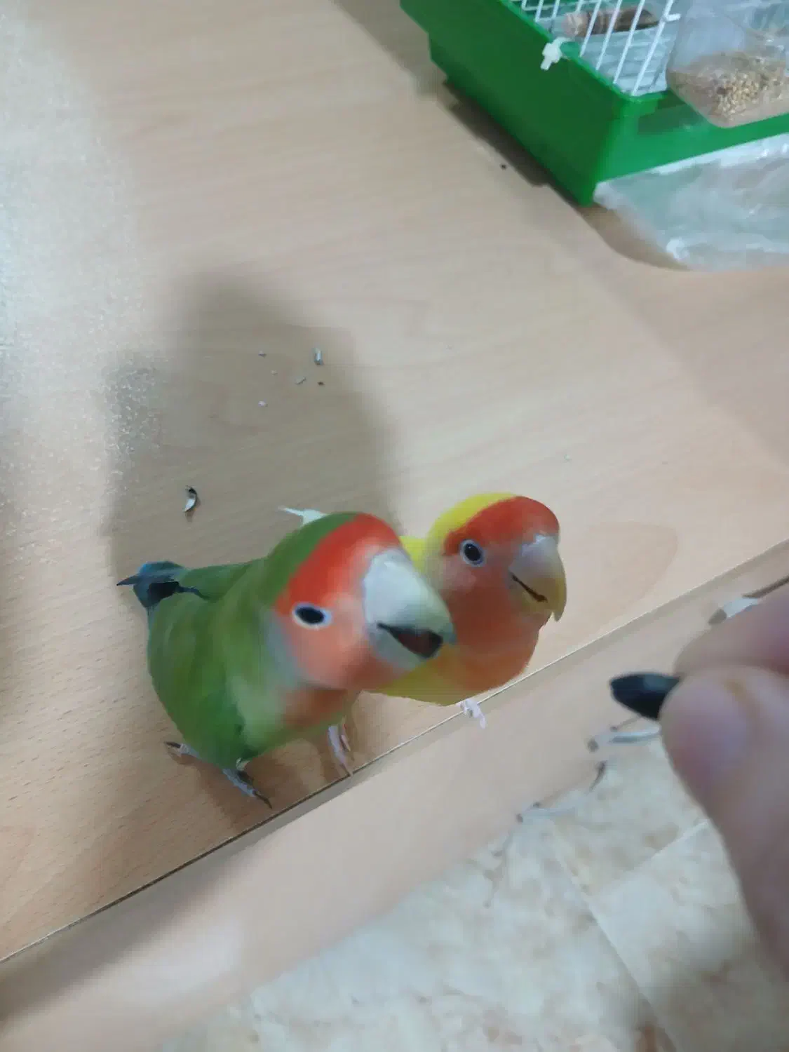 جفت طوطی برزیلی نرو ماده بازیگوش دستی|پرنده|رشت, آب و برق|دیوار