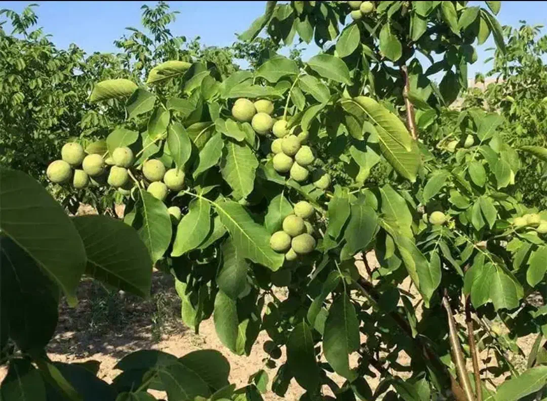 انواع نهال سیب و هلو و گردو موجود در نهالستان|گل و گیاه طبیعی|مراغه, |دیوار