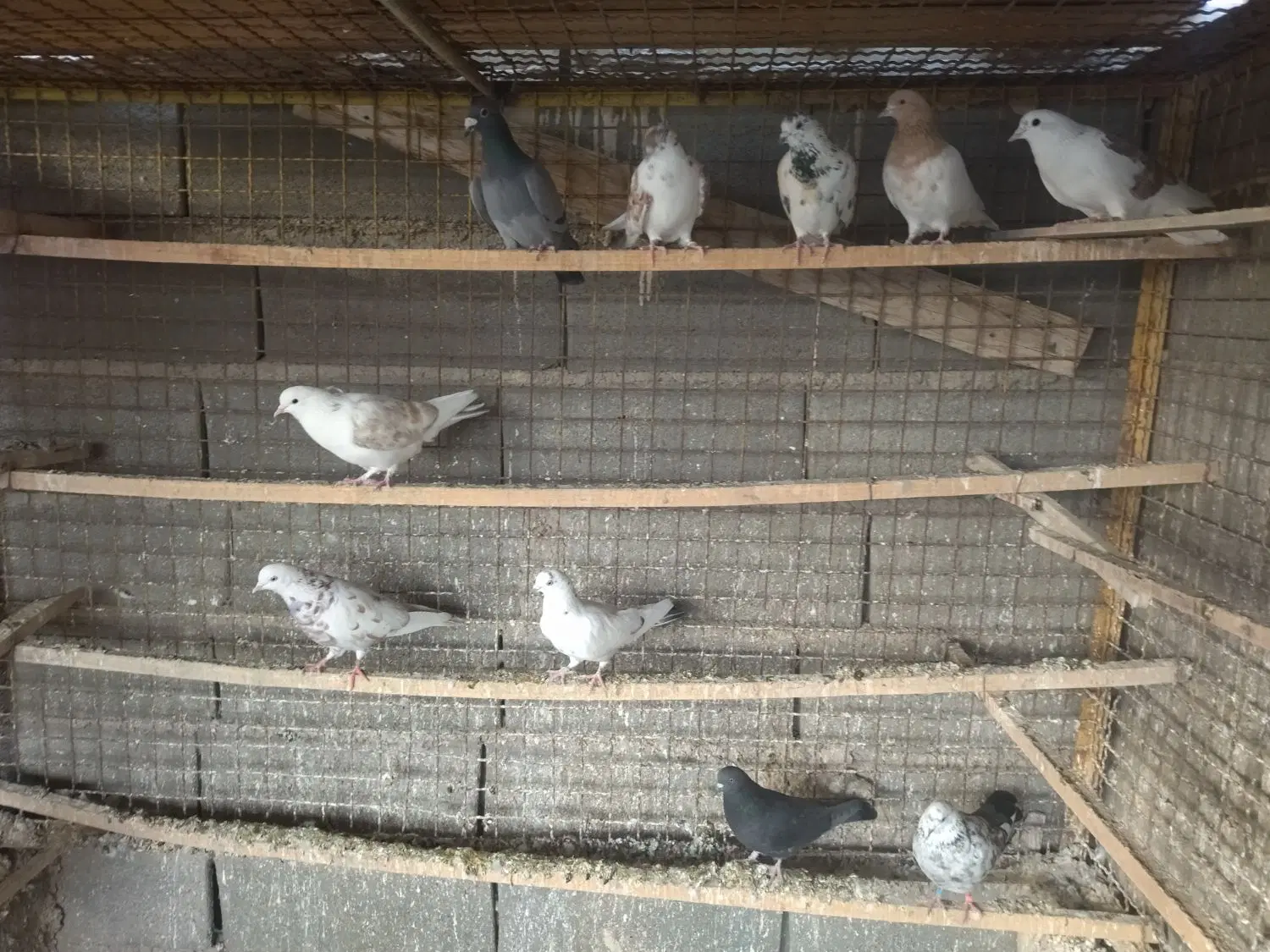 کبوتر|پرنده|زنجان, |دیوار