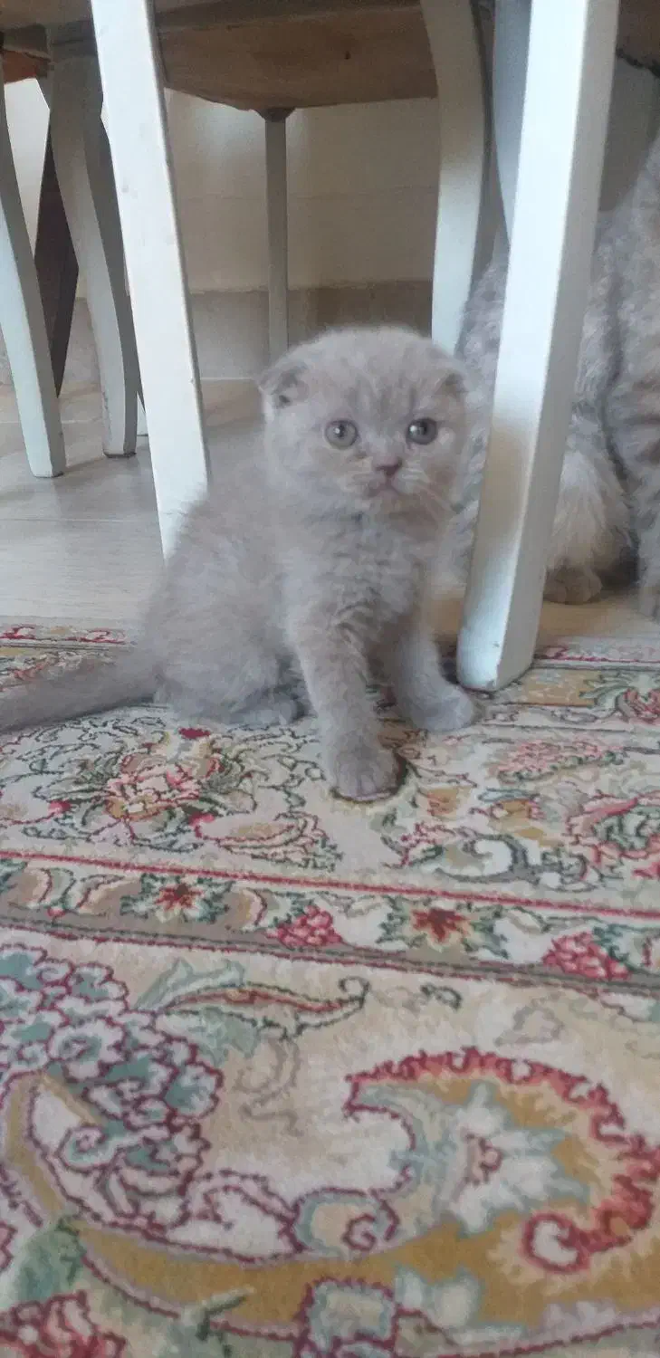 گربه اسکاتیش وارداتی|گربه|کرمانشاه, |دیوار