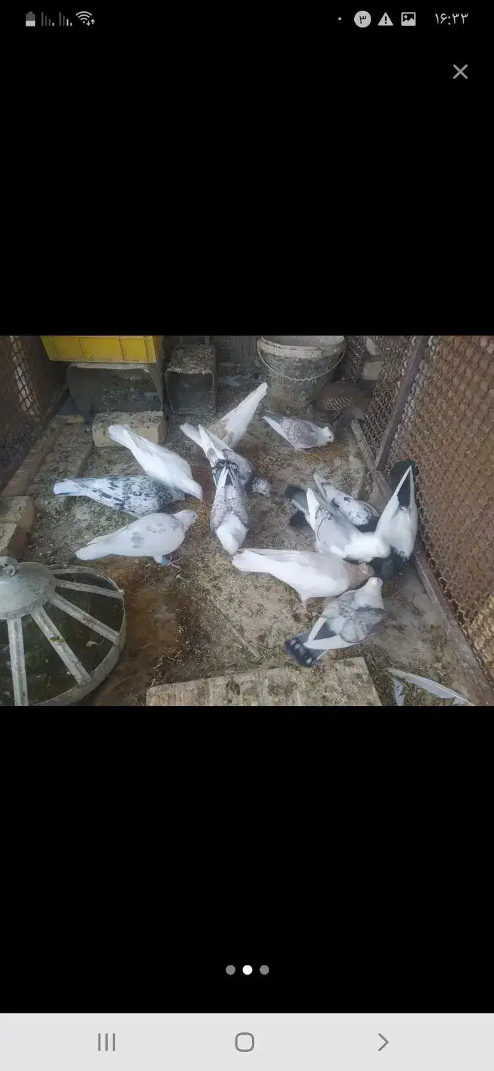 کفتر فروشی توافقی...|پرنده|اسفراین, |دیوار