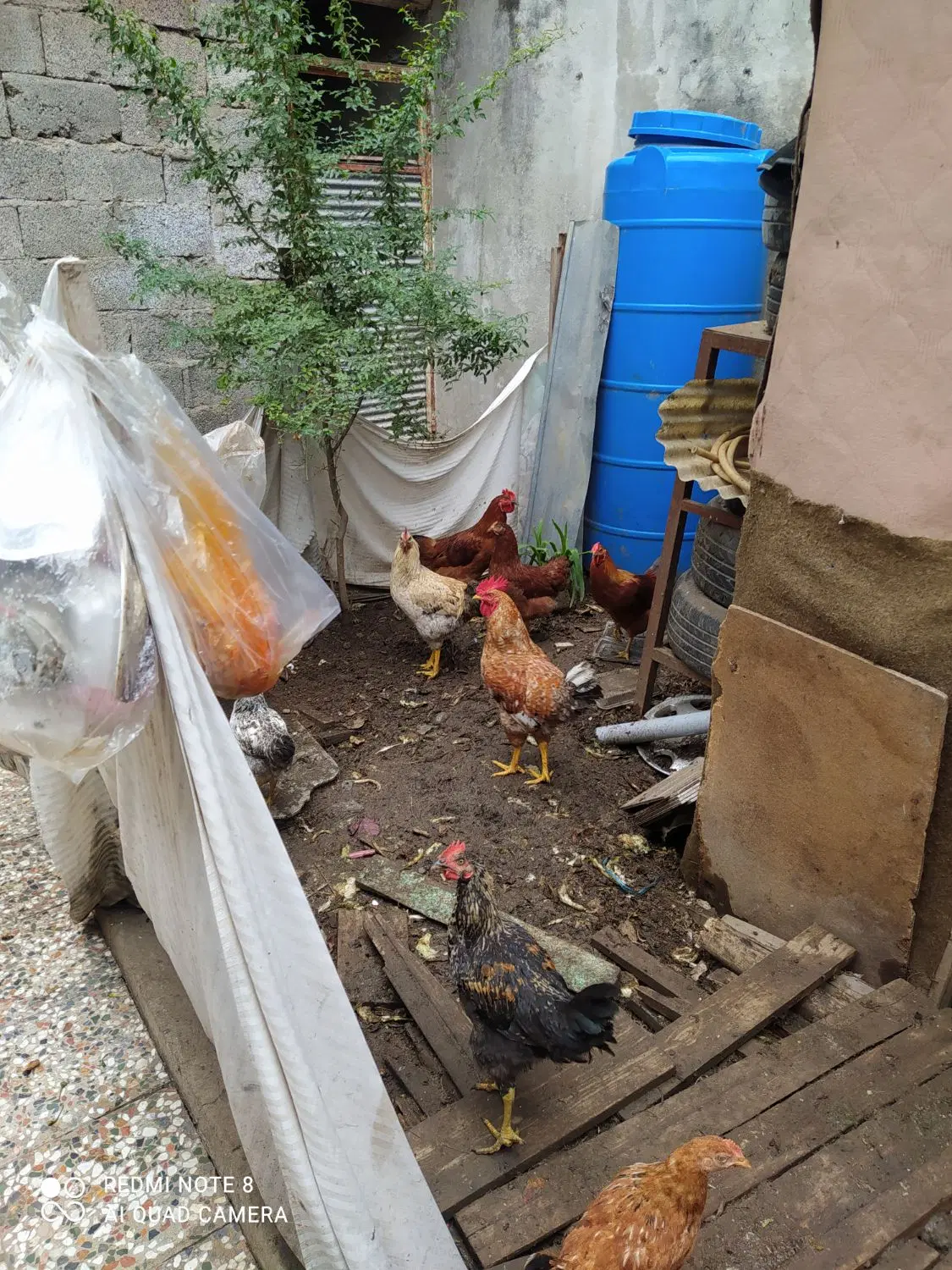 خروس|حیوانات مزرعه|رشت, پستک|دیوار