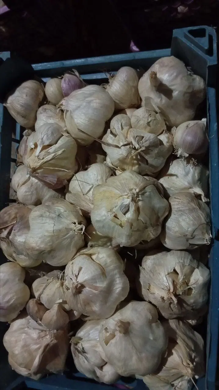 سیر|خوردنی و آشامیدنی|بروجرد, |دیوار