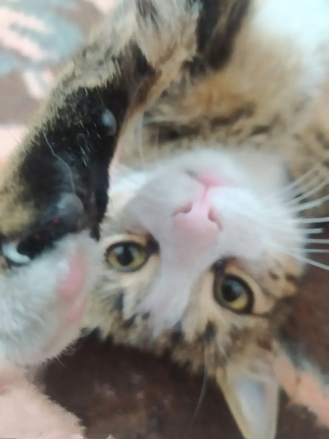 گربه گم شده|حیوانات|تبریز, |دیوار