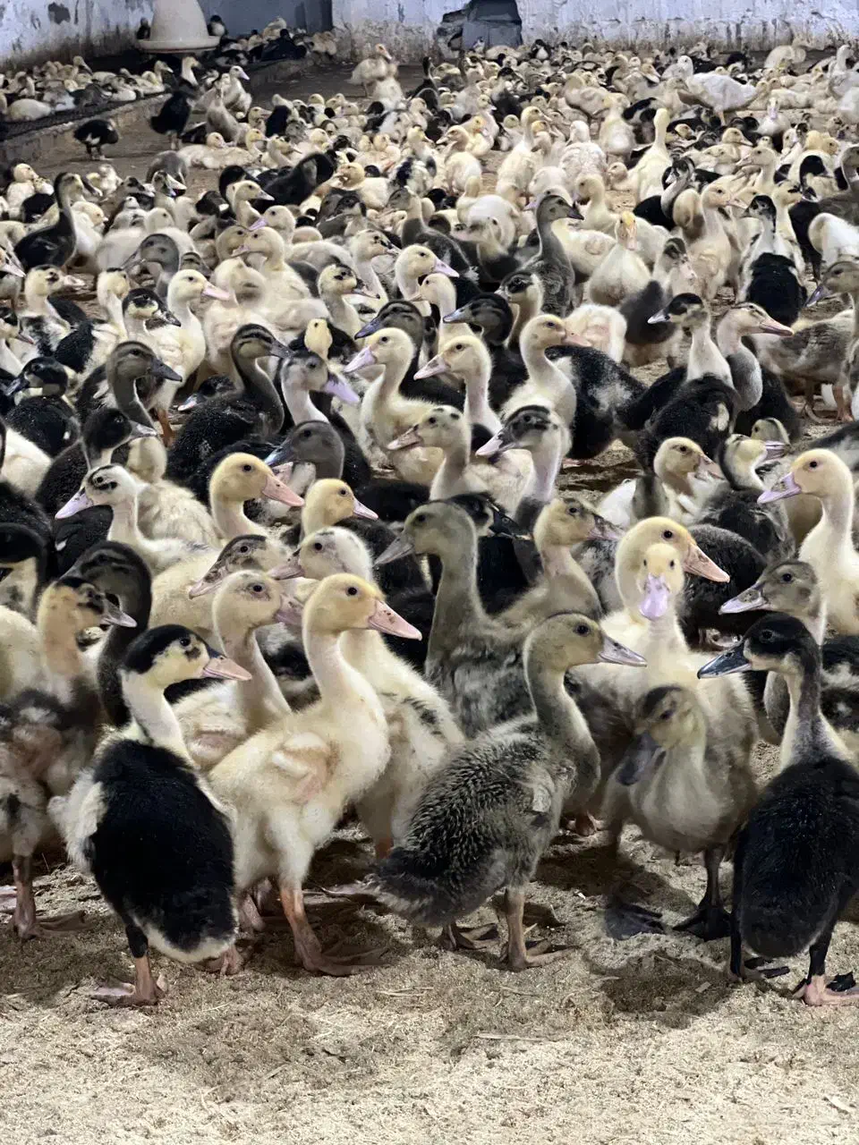خرید اردک محلی بیست روزه فروش اردک مگ مگی|حیوانات مزرعه|رویان, |دیوار