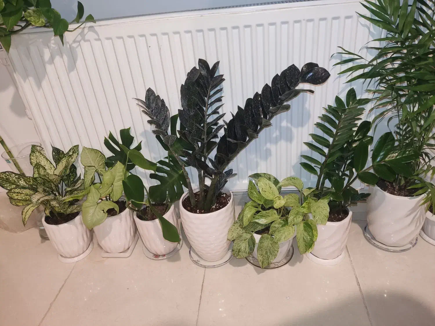 زاموفیلیا بلک وسبز|گل و گیاه طبیعی|ارومیه, |دیوار