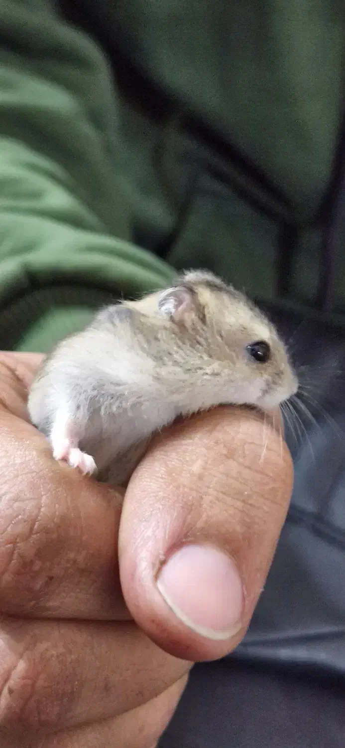 همستر مینیاتوری|موش و خرگوش|کرمان, |دیوار