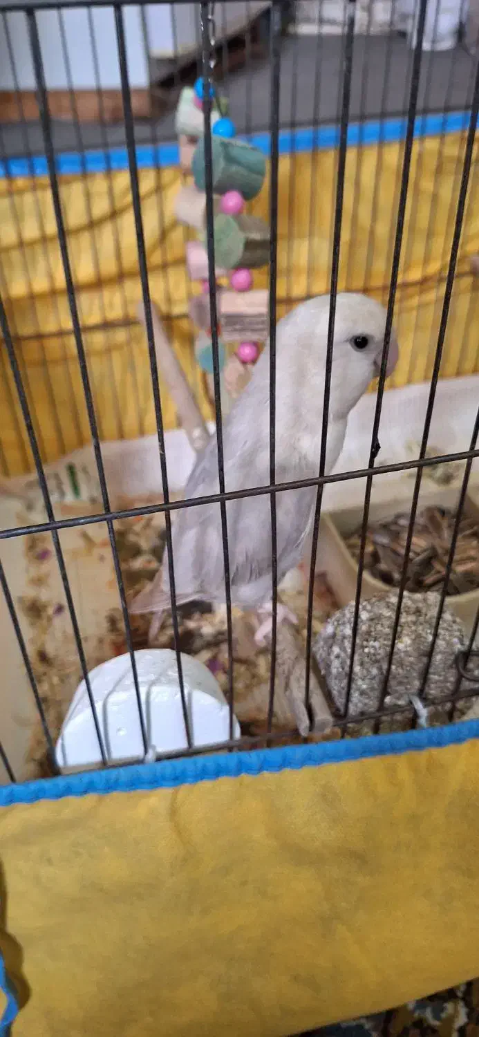 کوتوله نراوپال آشتی آشتیه|پرنده|بندرعباس, |دیوار