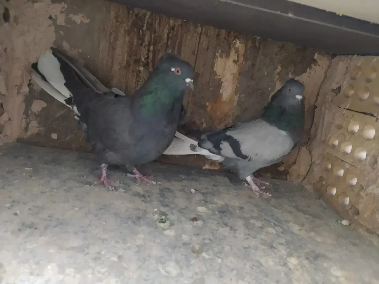 کبوتر اصفهانی|پرنده|اصفهان, ارغوانیه|دیوار