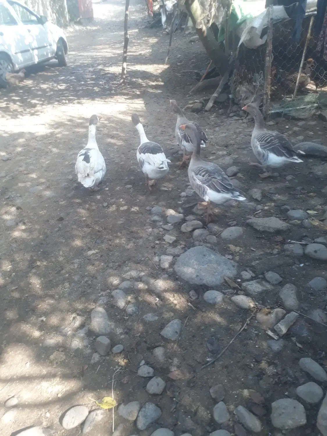 غاز|حیوانات مزرعه|سیاهکل, |دیوار