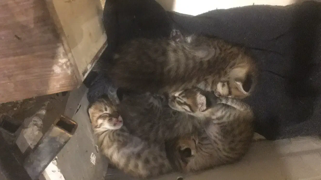 واگذاری رایگان بچه گربه|گربه|قزوین, |دیوار