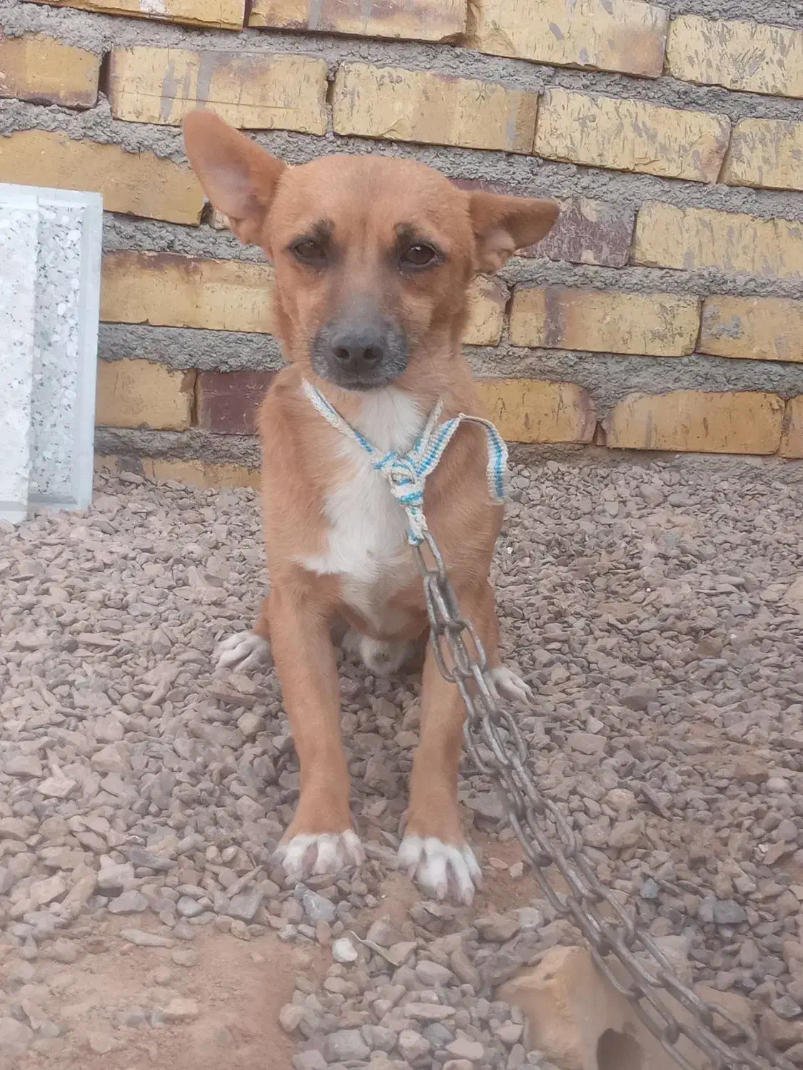 سگپاپی عشق آبادی نر|سگ|تایباد, |دیوار