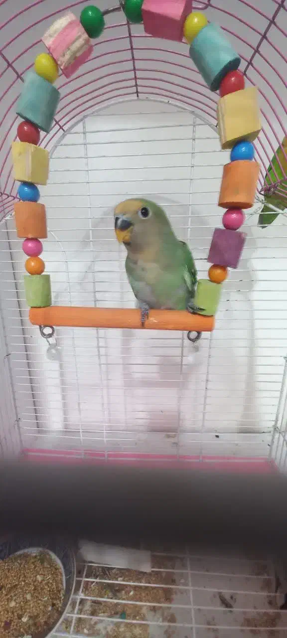 سه عدد جوجه یکماه طوطی برزیلی( کوتوله)|پرنده|مشهد, شهید احمدی روشن|دیوار