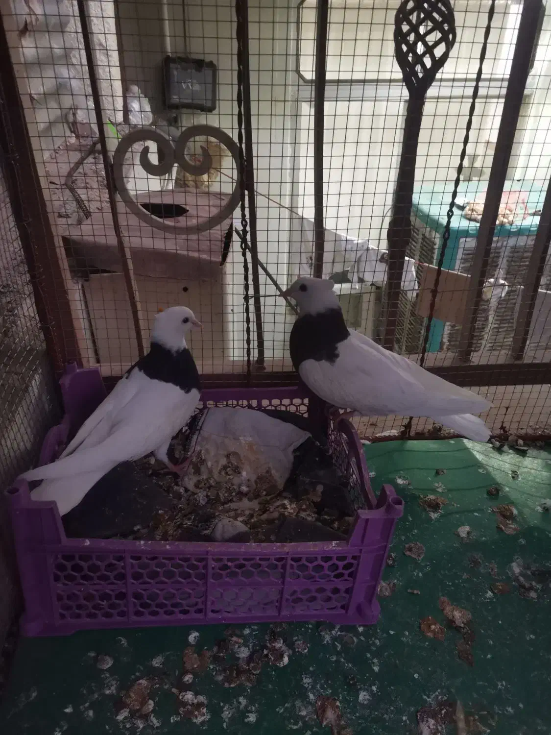 طوقی|پرنده|طبس, |دیوار